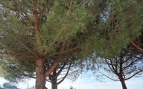 Clos des Jacobins (Grand Cru Classé)